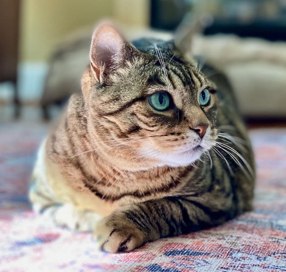 Missy the green eyed bobtail cat laying on the carpet, one paw extended as she's looking off to the right. 