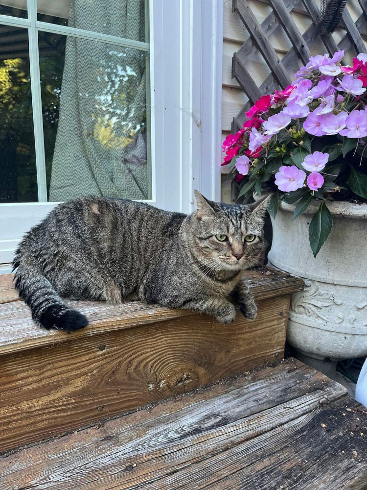 Honeybee the tabby cat is missing in western Loudoun County Virginia. 