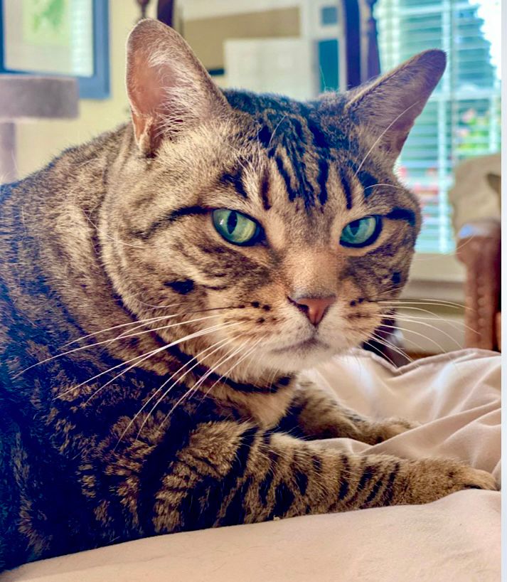 Tabby cat with big green eyes laying on the bed.  A look of disdain is on her face. 