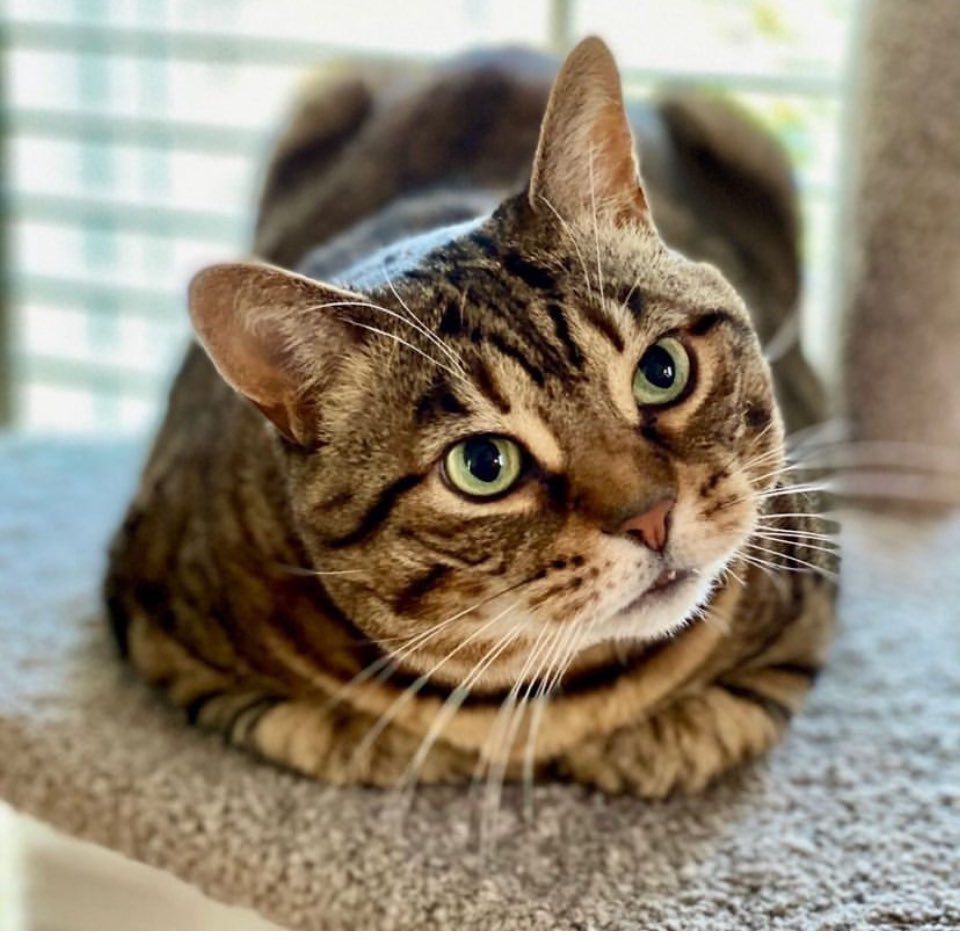 Missy the green eyed bobtail cat looking cheeky as she awaits leaving for her chemo appointment this morning. 