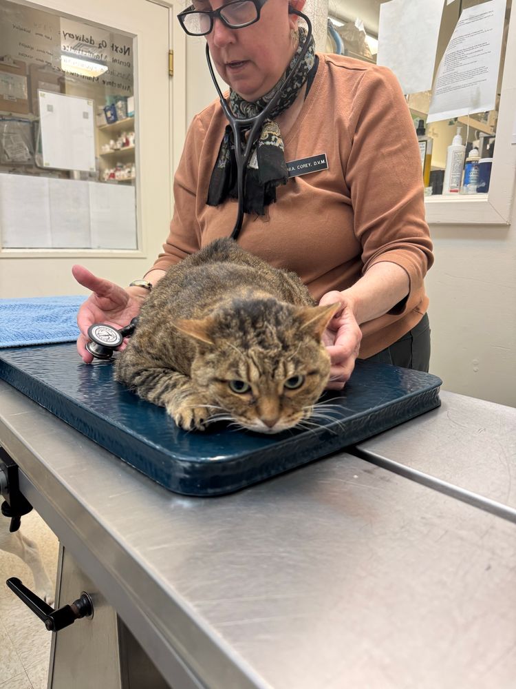 Missy the tabby bobtail cat at the vet and bitter about being weighed. 