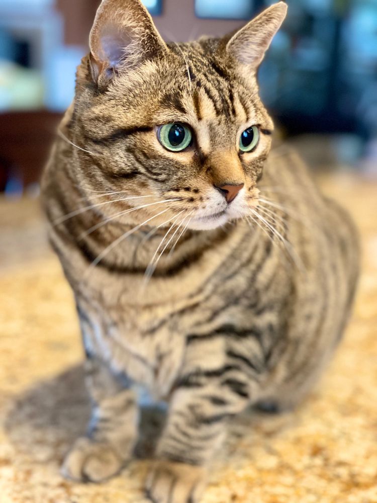Green eyed tabby awaiting breakfast on the counter. 