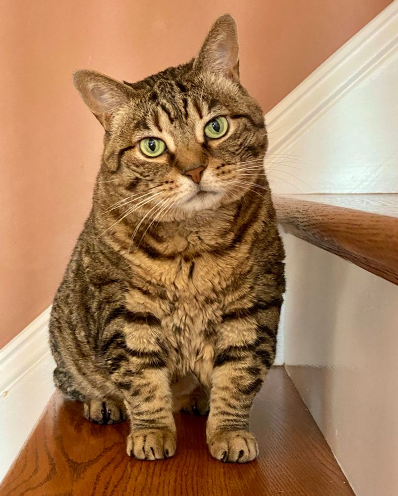 Green eyed bobtail cat, Missy, sitting on the stair with her head slightly tilted. 