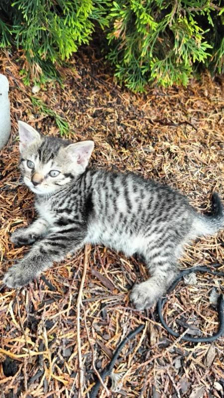 Kitty scheduled for a spay day next week. 