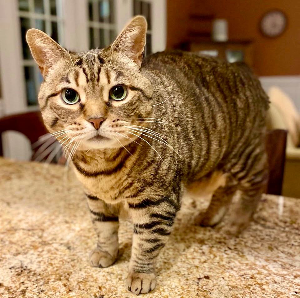 Missy the green eyed bobtail tabby cat glaring at the camera in disbelief that she didn't get a full-sized treat this morning. 