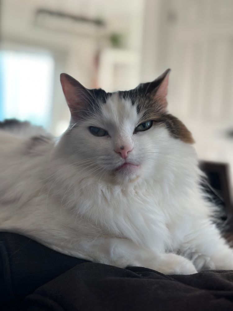 Photo of a longhaired white cat wirh brown spots on his ears & over his left eye. He looks sassy.