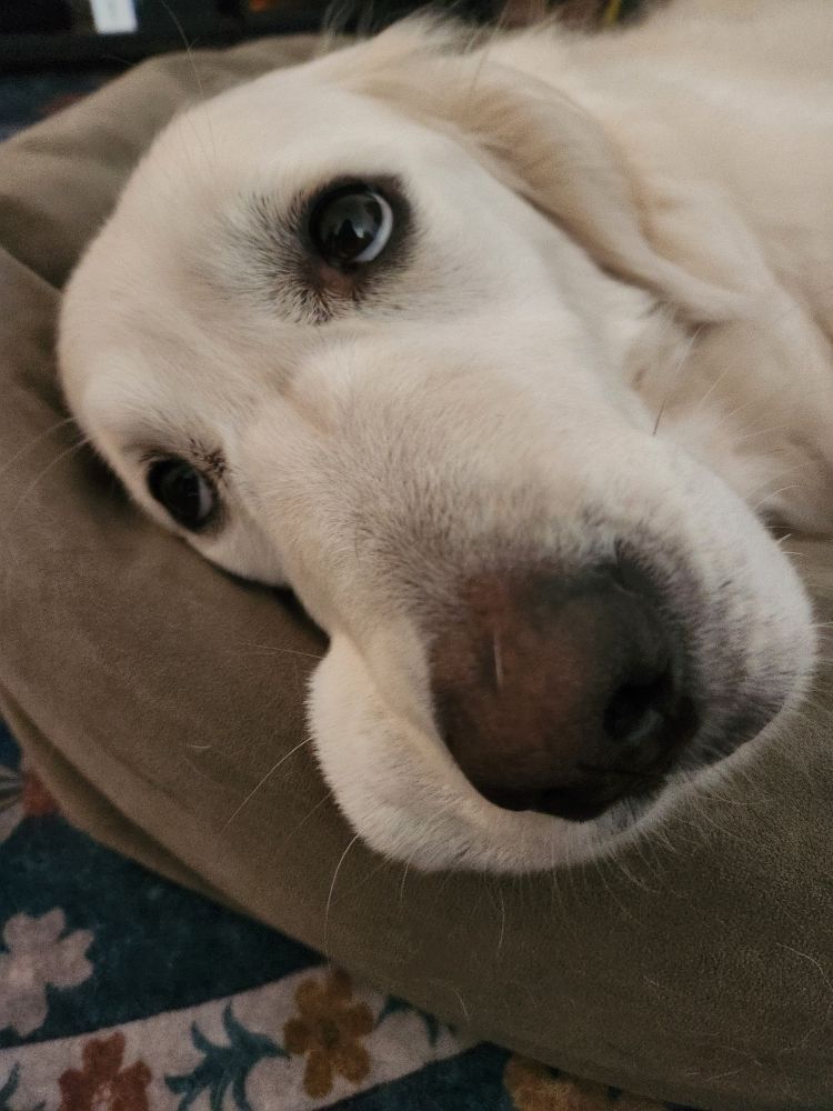 A golden retriever laying on her green bed and looking up very sweetly with huge eyes