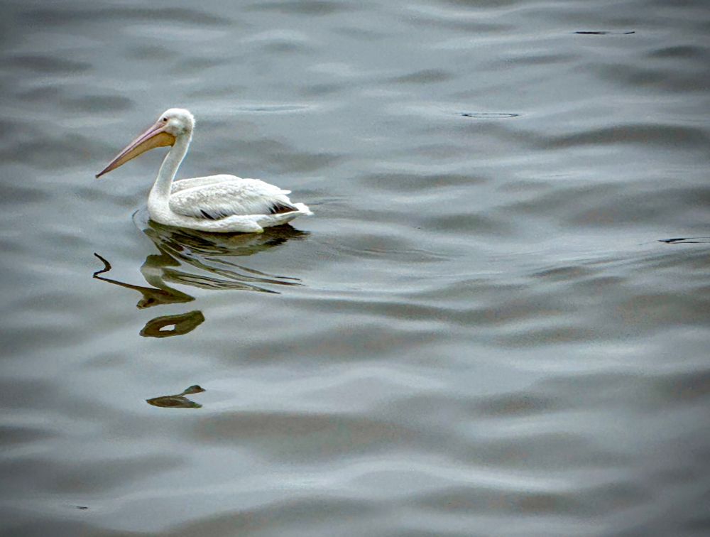 A white American pelican on a body of water
