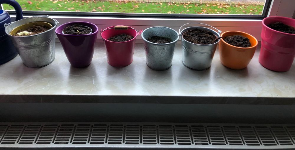 Fotografie einer Fensterbank, auf der ein halbes Dutzend Blumentöpfe steht