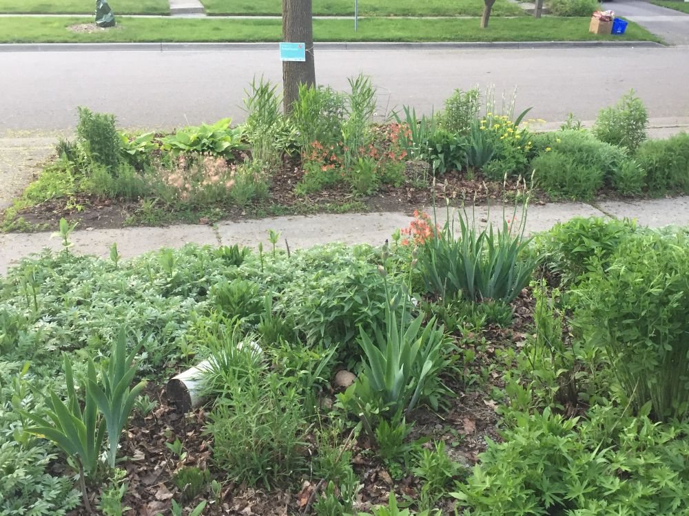 Front yard garden and boulevard garden with leaf mulch, plants and flowers.