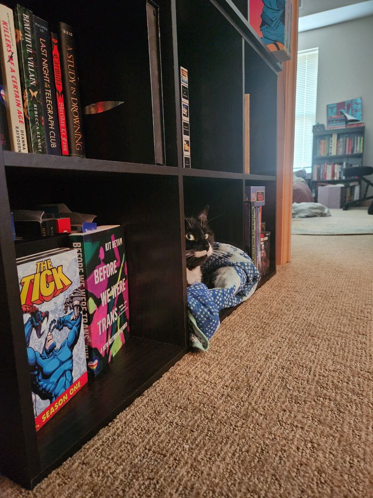 A small black and white cat curled up on a beach towel sits in the bottom of a cube-style bookcase surrounded by books.