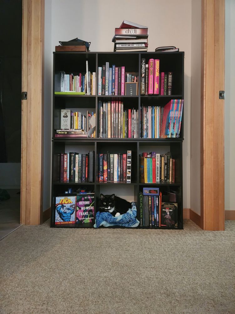 A small black and white cat curled up on a beach towel sits in the bottom of a cube-style bookcase surrounded by books.