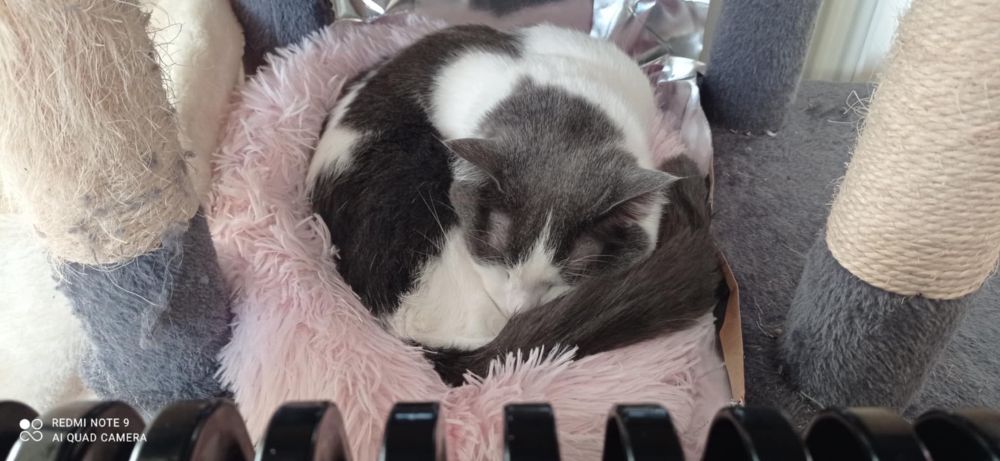 Grey and white cat curled up in a pink fluffy catbed