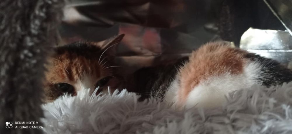 A close up of the calico cat peeping over the fluffy edge of her new catbed, looking nefarious