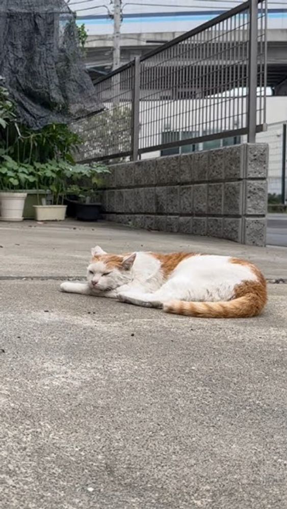 Am lacking sleep! Don’t bother me! #japan #tokyo #love #cat #cats #cutecat #cute #care #catlover