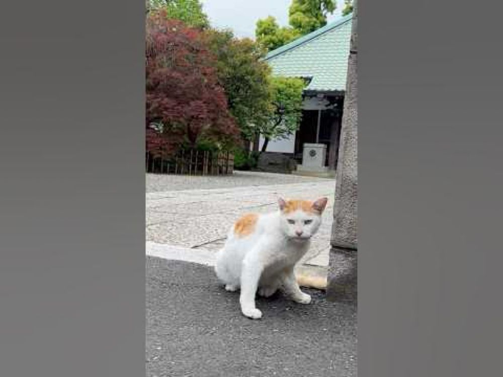 Peek-a-Boo! #japan #tokyo #love #cat #cats #temple #cutecat #cute #catlover #catlove #peekaboo