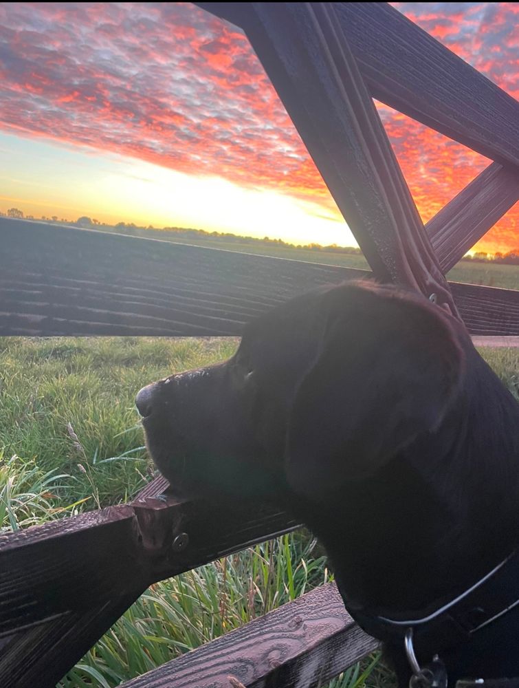 Trevor is seen gazing through a wooden gate, looking out over a grassy field while the skies have the bright orange tones of a beautiful sunset
