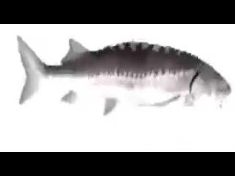 SPINNING FISH 10 HOURS