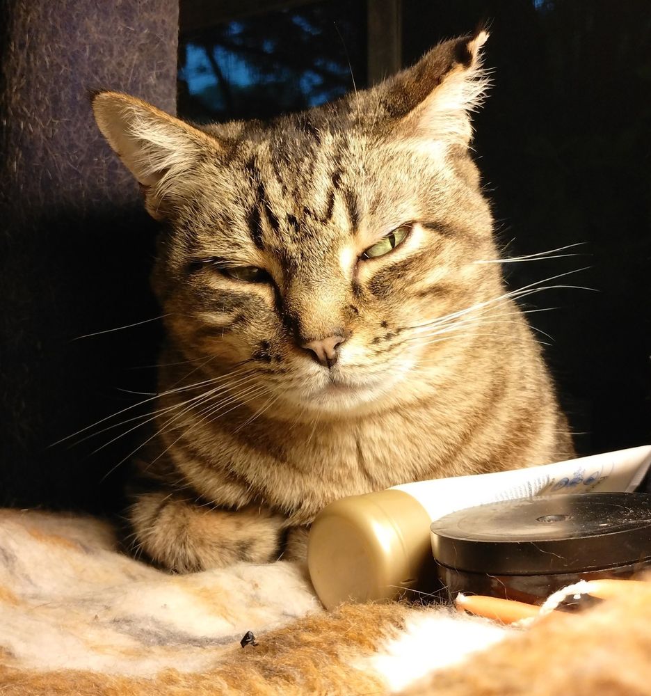 A tabby cat giving extremely suspicious ide eye