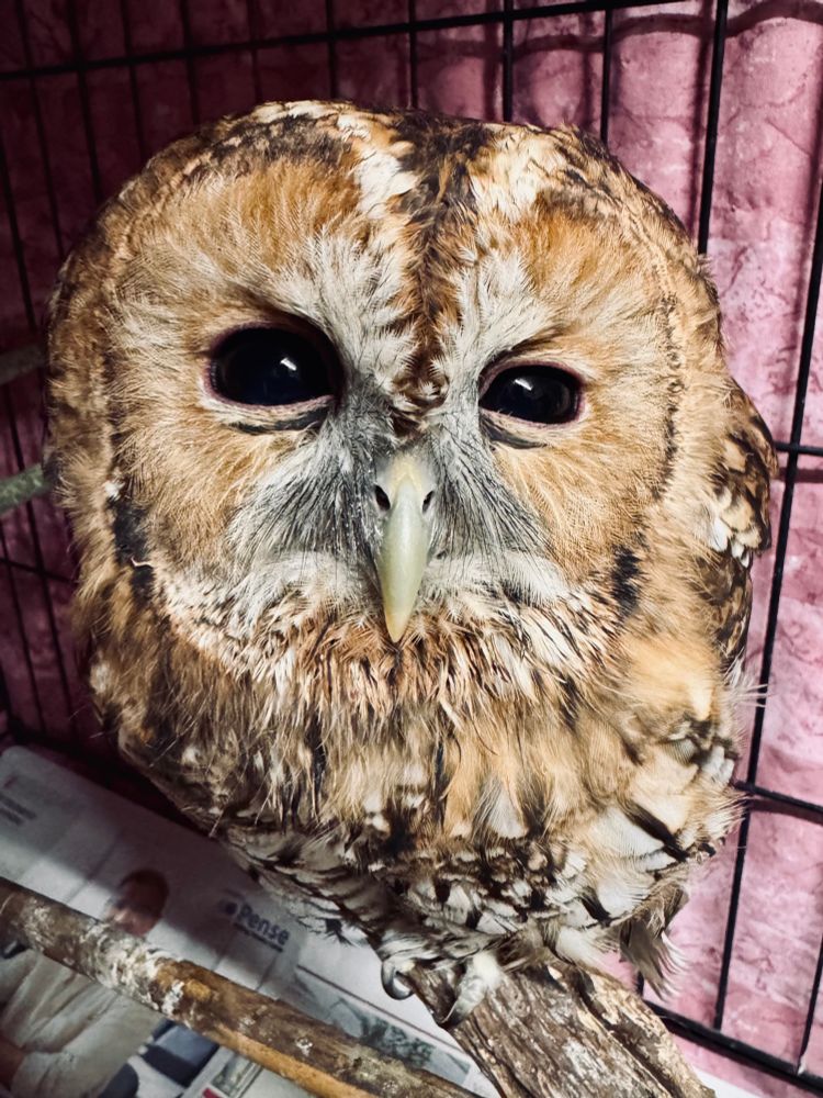 Tawny owl