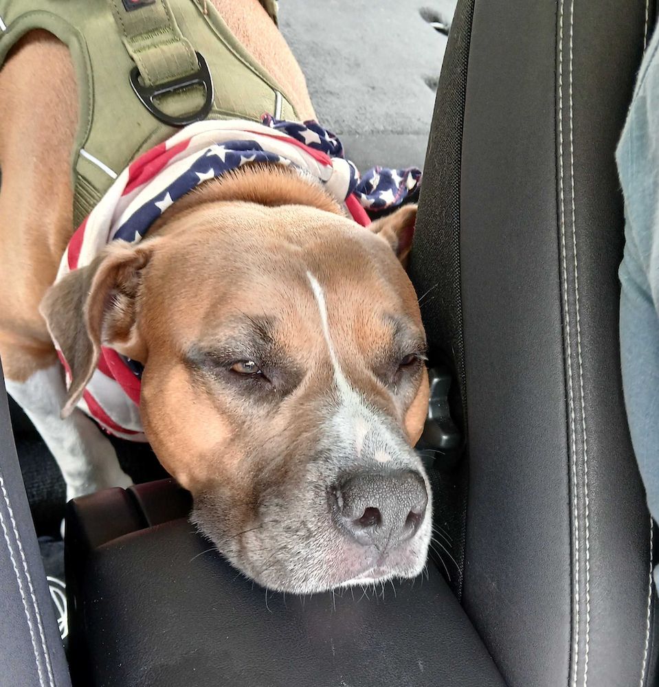 Toffee dog rests her chin on the arm rest in the front when she rides in back, so she can be as close to us as possible.