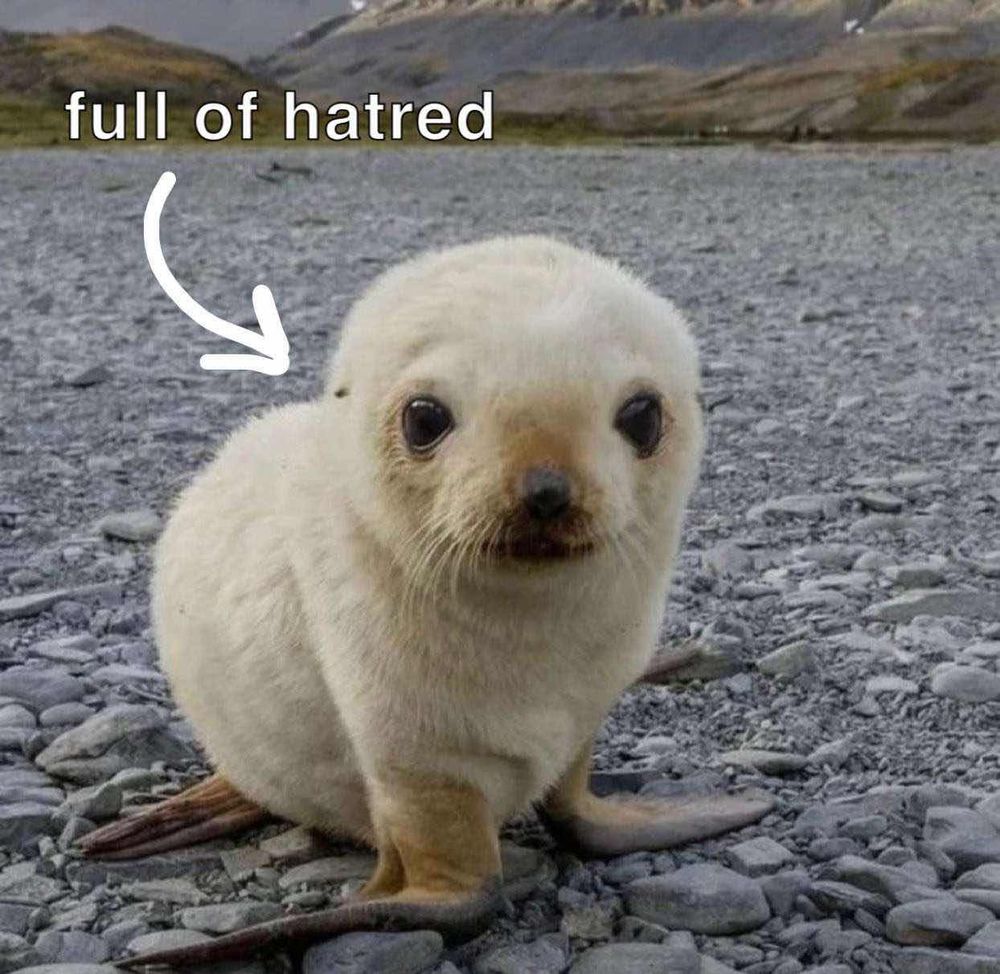 A baby sea lion, staring blankly ahead. Text above says "full of hatred", with an arrow pointing at the sea lion.
