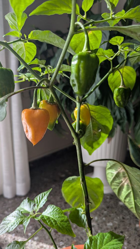 Planta de habaneros con 7 habaneros, 3 de ellos amarillos ya.