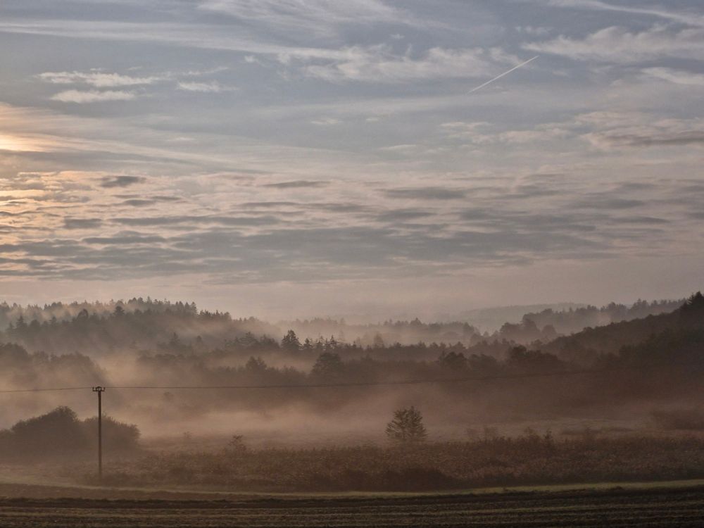 Nebelschwaden über einem Moorwald.