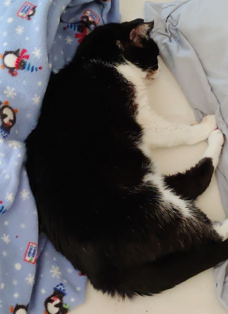 A tuxedo tripod cat named Oreo is pictured sleeping on a light colored blanket with his three paws pressed against a blue pillow. His back is nestled against a blue fuzzy throw. His tail is tucked along his back leg. He is very loved!