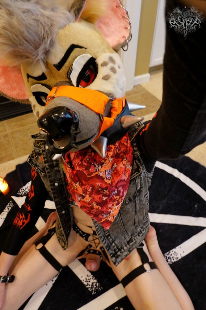 A top down selfie shot of a punk metalhead hyena on the floor in an encircled inverted pentagram. She's wearing a spiked collar, orange muzzle harness, and black spiked nose ring. Her cock is hard while wrapped in a spiked cock ring.