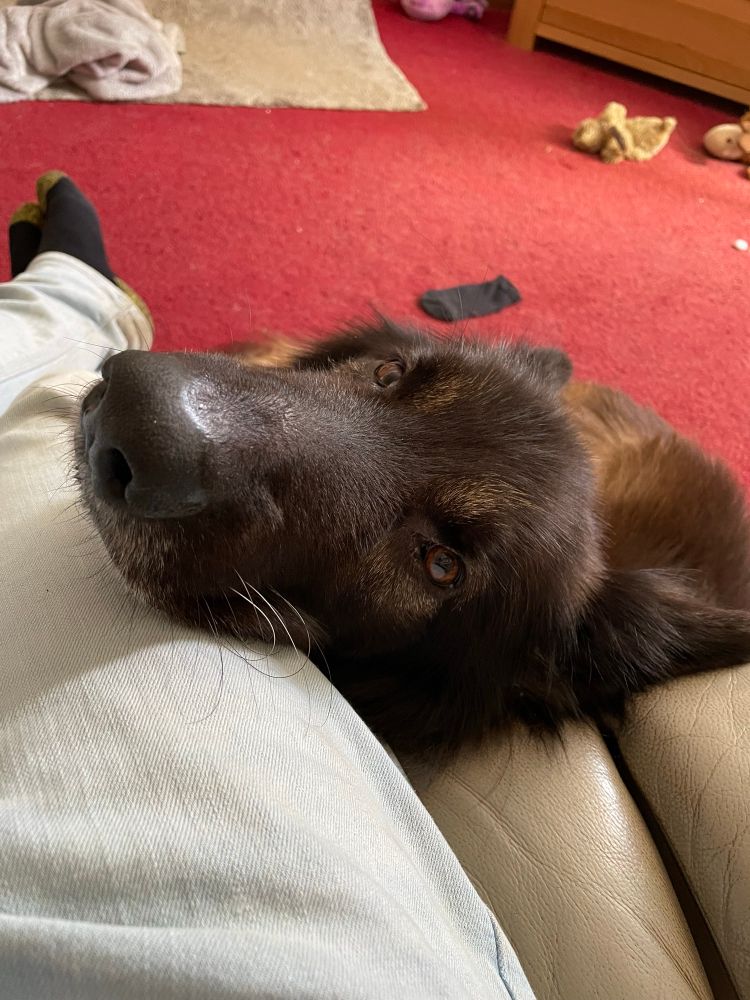 My German shepherd, Shadow (aka Big Fluffy Idiot) with his chin on my thigh.