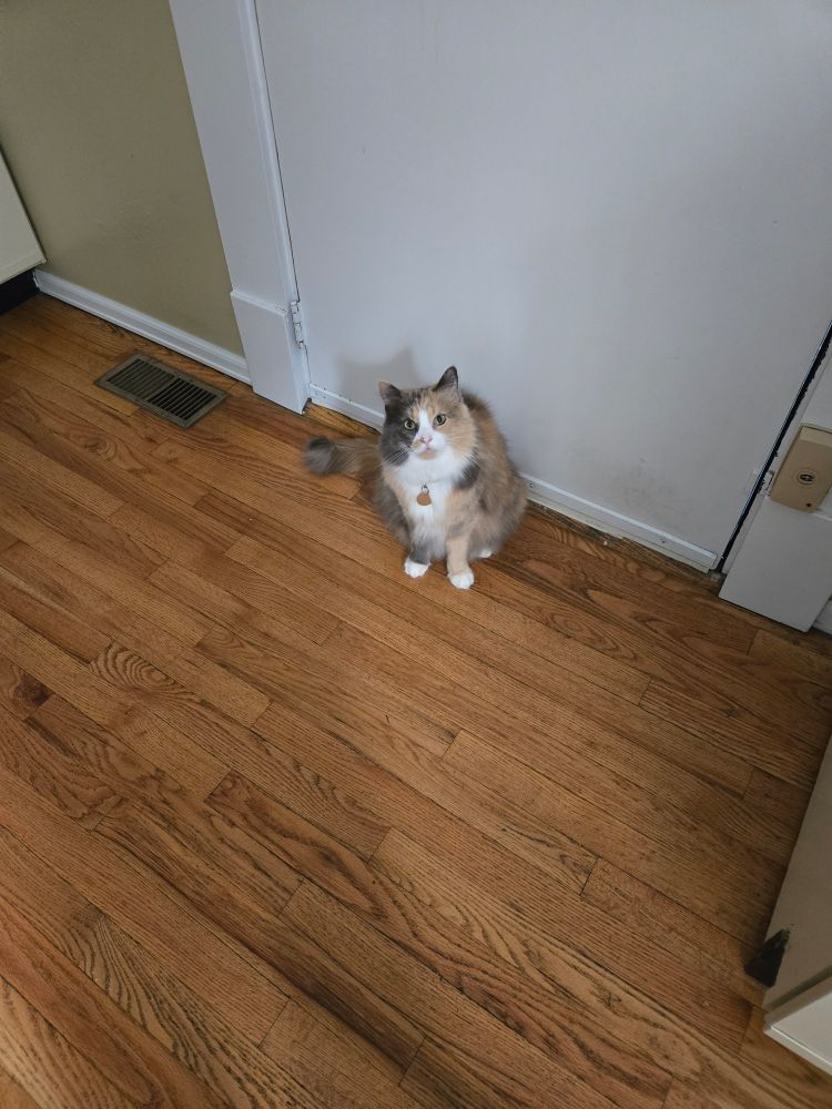 cat bewildered by photographer