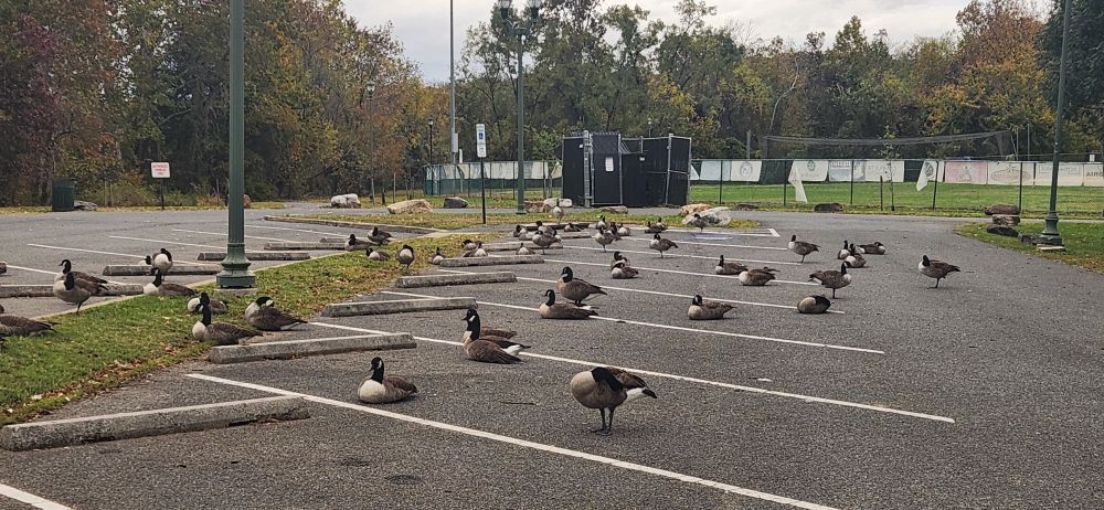 Many Canada geese lounging in parking spaces. 