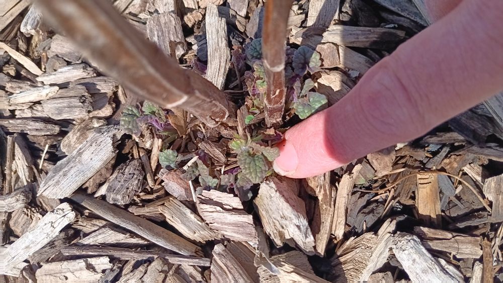Tall Yellow Hyssop, grown from seed last year.
