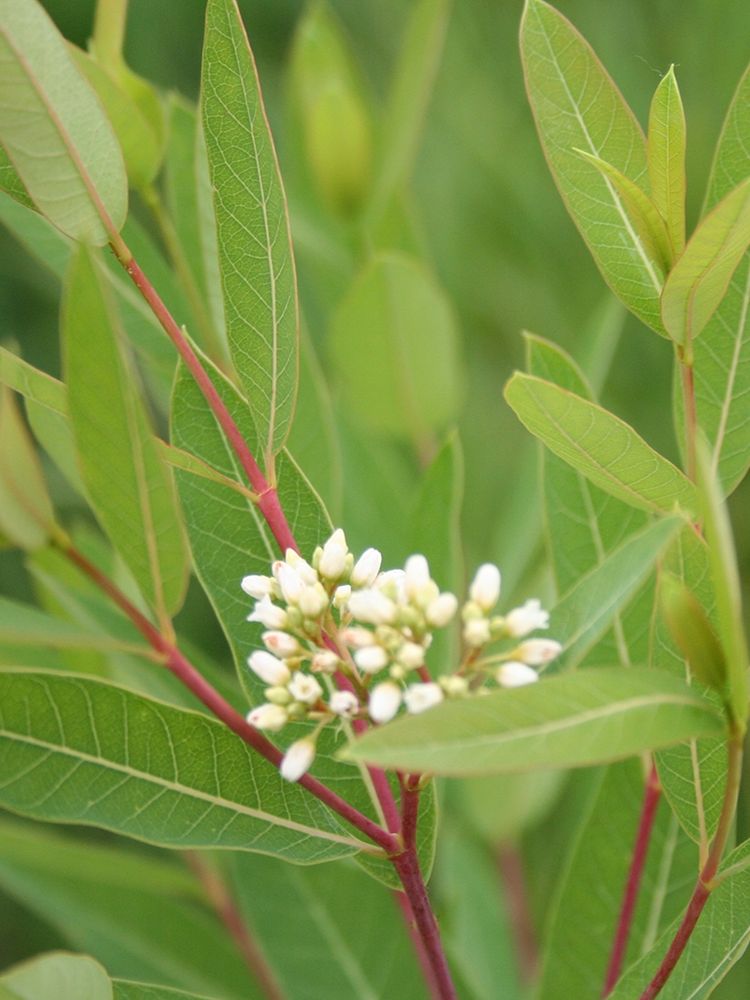 Dogbane