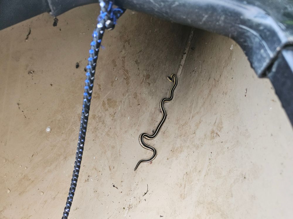 A small snake with yellow lines down its length in the bow of a canoe