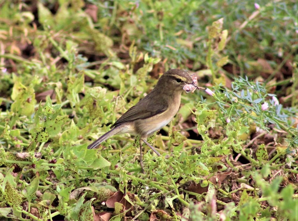 Canarian Chiffchaff