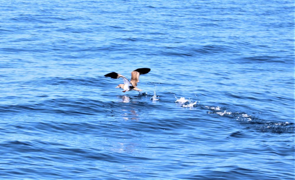 Cory's Shearwater