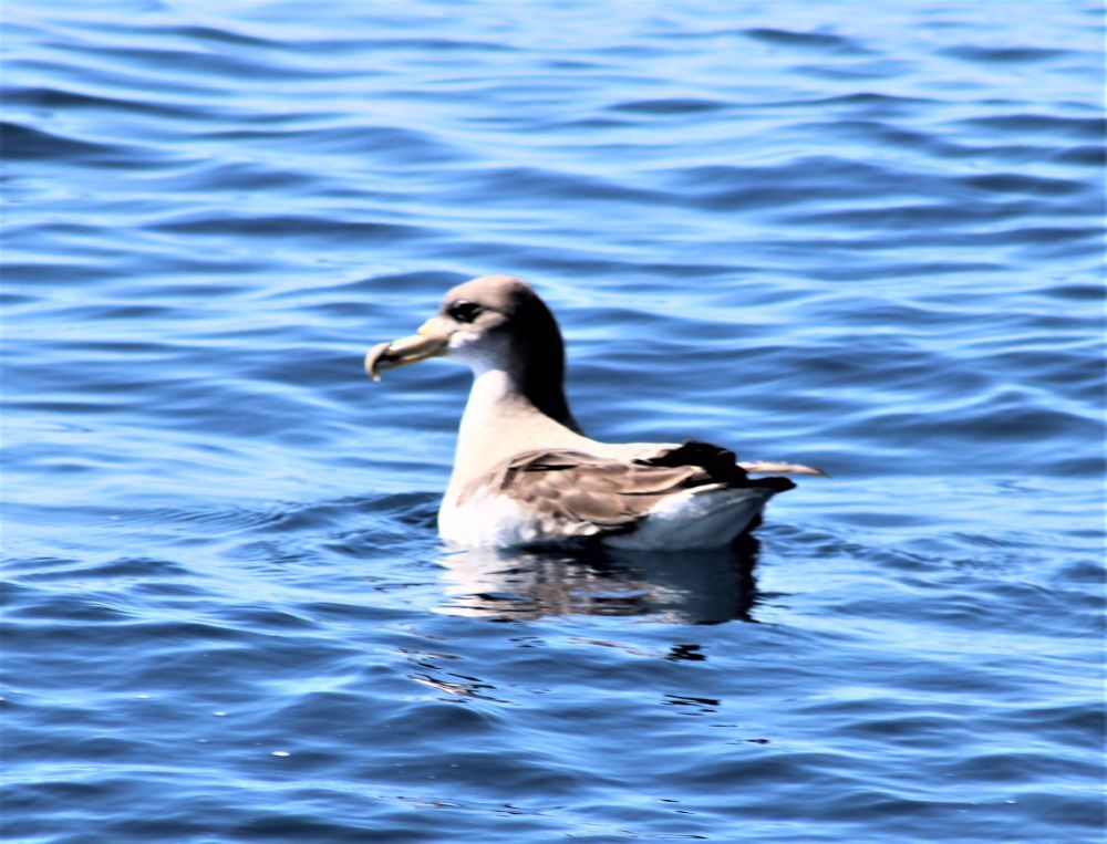 Cory's Shearwater