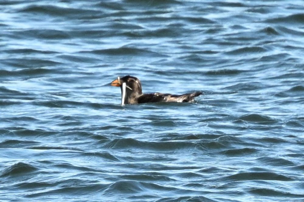 Rhinoceros Auklet