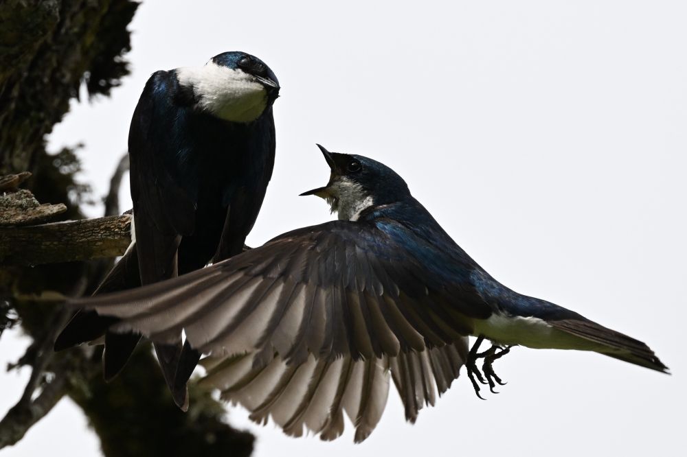 Tree Swallow 