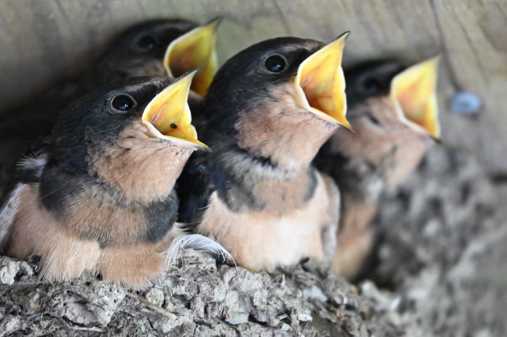 Barn Swallow chicks ready to be fed. 