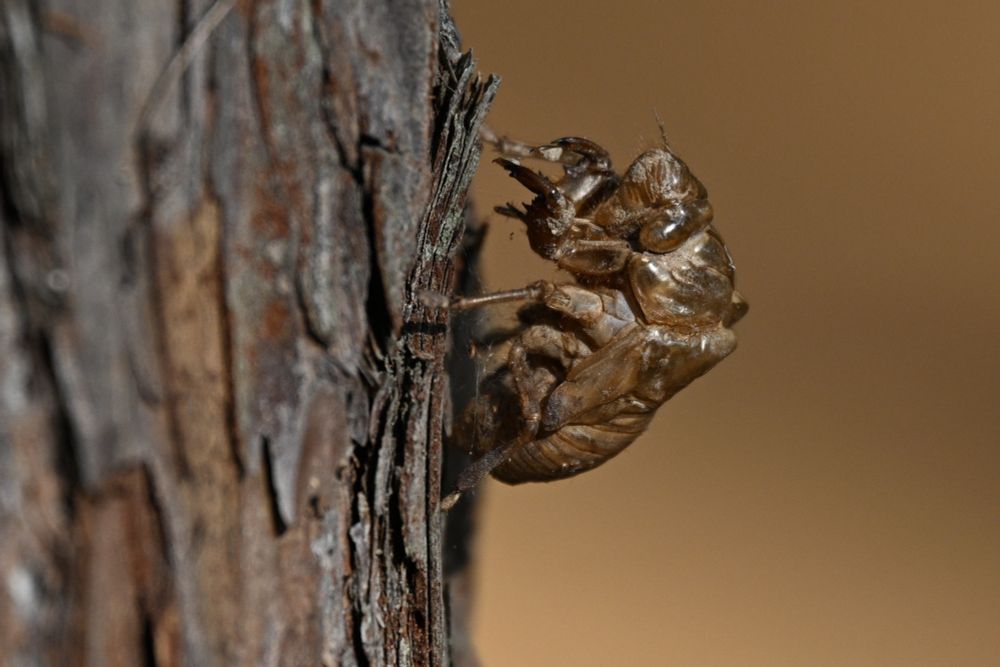 Cicada shell