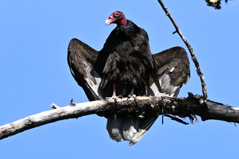 Turkey Vulture 