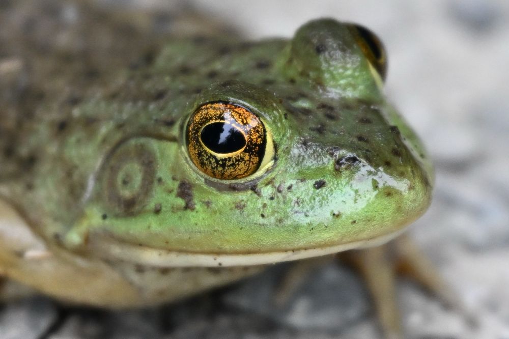 Bullfrog