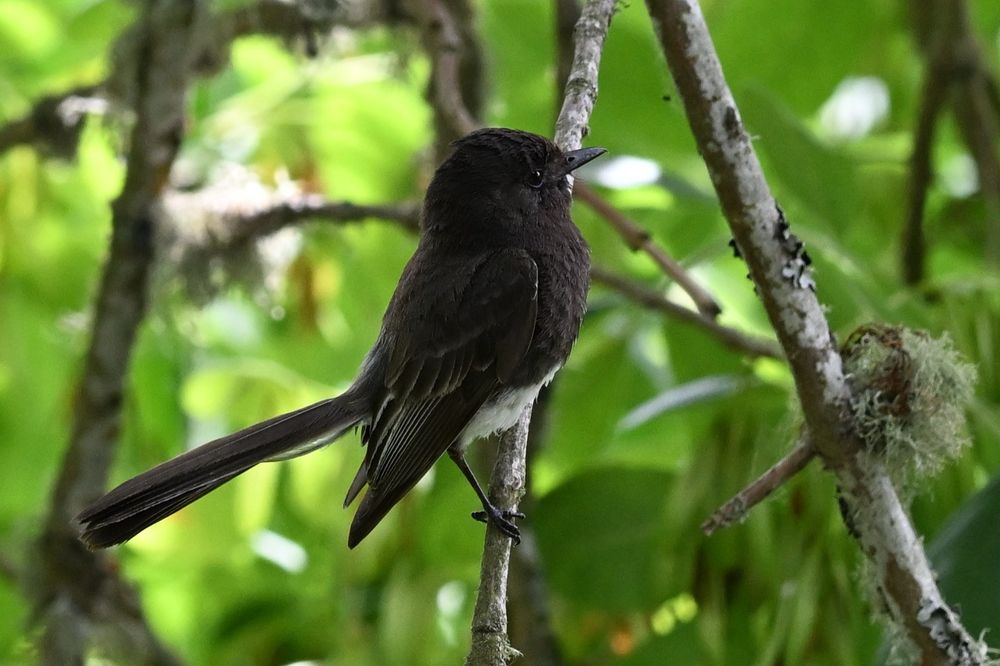 Black Phoebe 
