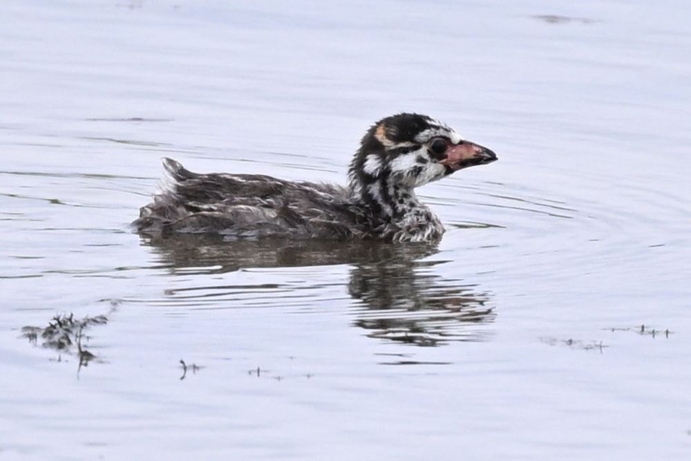 Young Pied-billed Grebe 