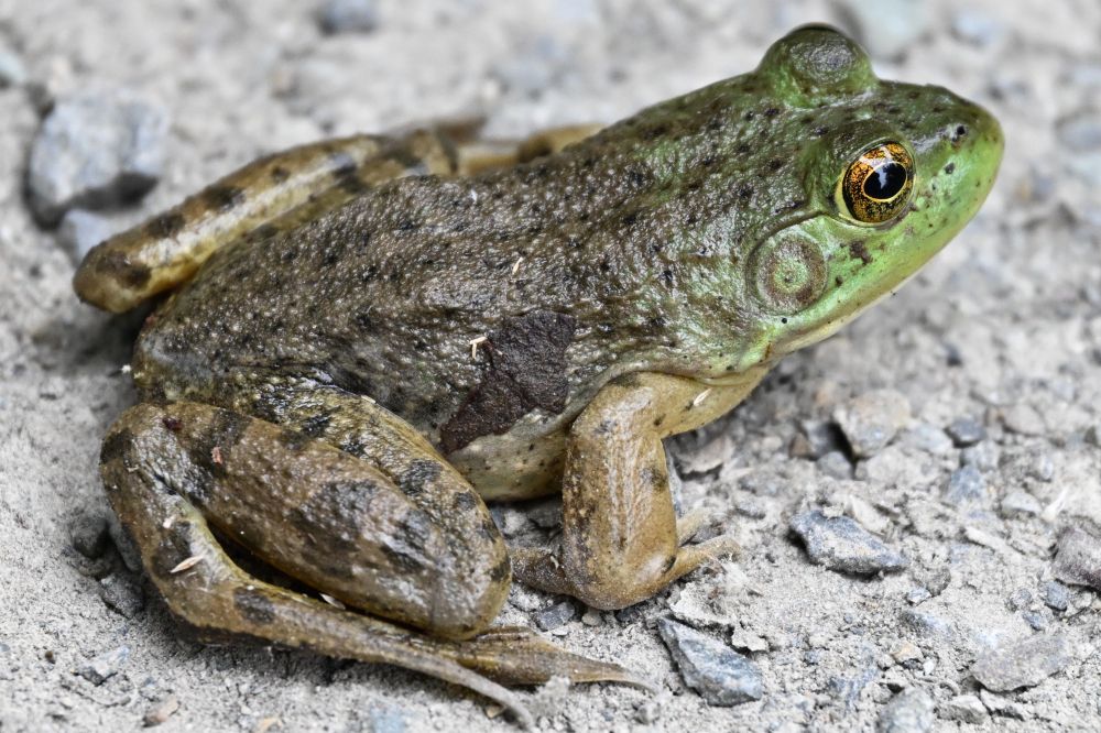 Bullfrog 