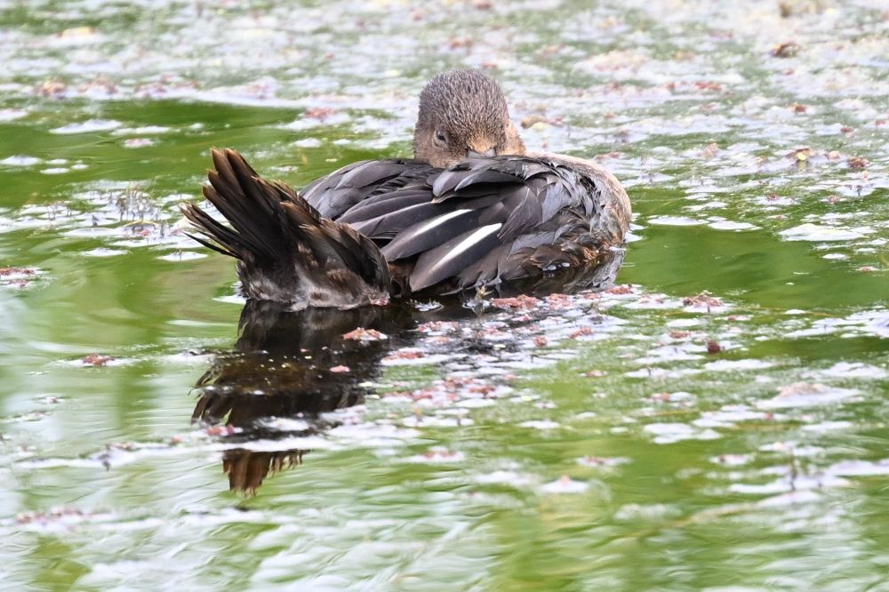Hooded Merganser 