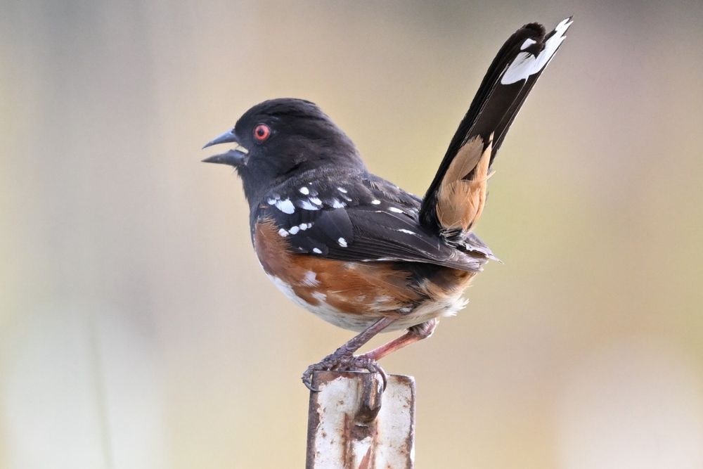 Spotted Towhee 